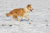 BORDER COLLIE 1192